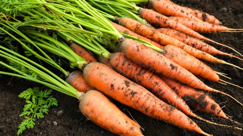 October Planting Guide: Cool-Season Crops for Your Kitchen Garden