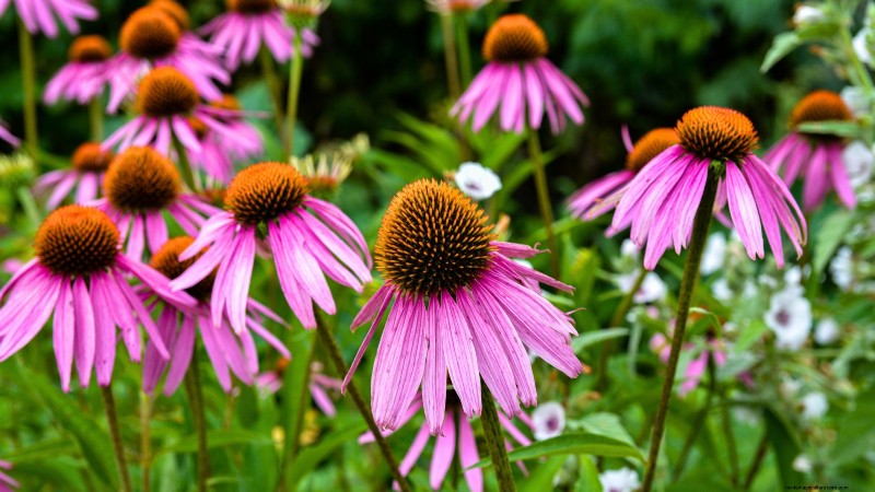 October Planting Guide: Cool-Season Crops for Your Kitchen Garden