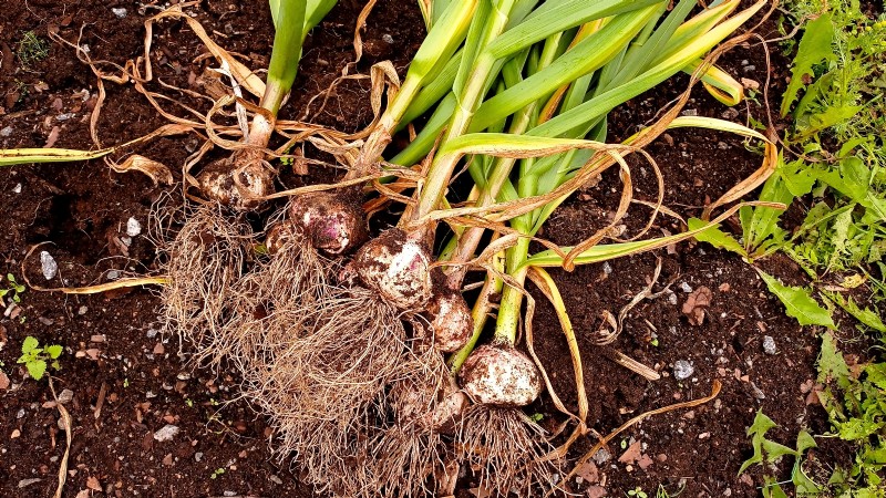 October Planting Guide: Cool-Season Crops for Your Kitchen Garden