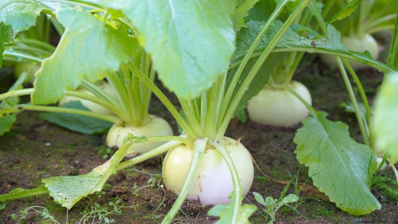 October Planting Guide: Cool-Season Crops for Your Kitchen Garden