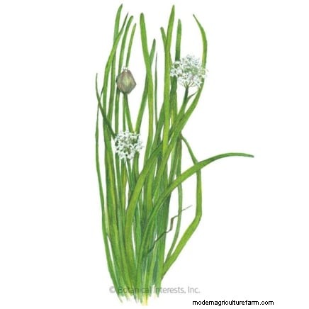 October Planting: 9 Perennial Vegetables for Year-Round Harvest