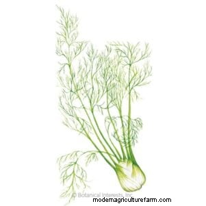 October Planting: 9 Perennial Vegetables for Year-Round Harvest