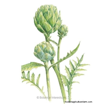 October Planting: 9 Perennial Vegetables for Year-Round Harvest