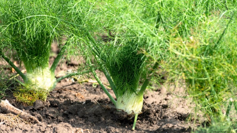 October Planting: 9 Perennial Vegetables for Year-Round Harvest