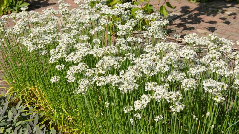 October Planting: 9 Perennial Vegetables for Year-Round Harvest