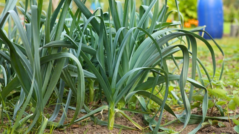 October Planting: 9 Perennial Vegetables for Year-Round Harvest