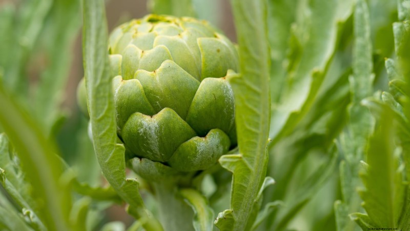 October Planting: 9 Perennial Vegetables for Year-Round Harvest