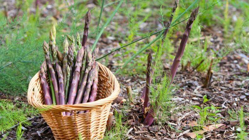 October Planting: 9 Perennial Vegetables for Year-Round Harvest