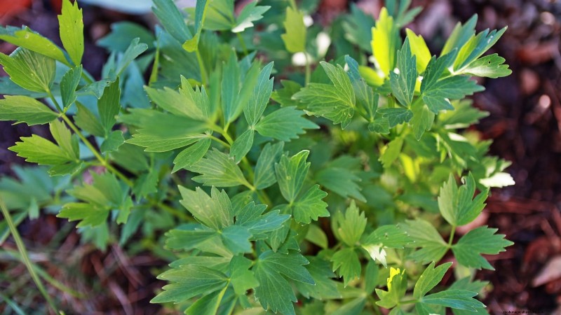 October Planting: 9 Perennial Vegetables for Year-Round Harvest