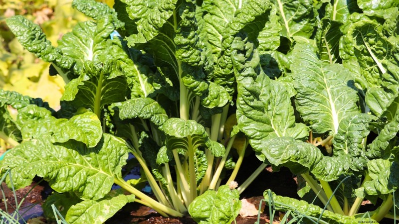 October Planting: 9 Perennial Vegetables for Year-Round Harvest