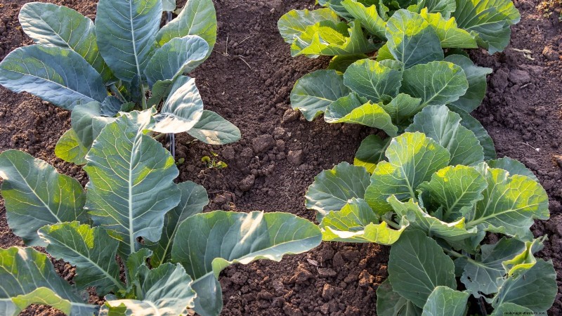 October Planting: 9 Perennial Vegetables for Year-Round Harvest