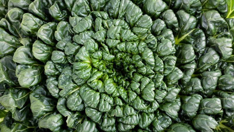 Frost-Tolerant Vegetables for October Planting: Extend Your Harvest