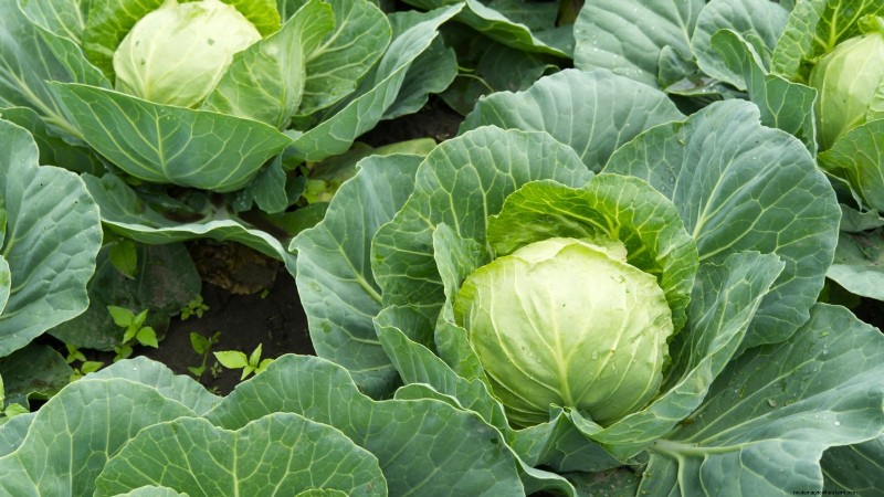 Frost-Tolerant Vegetables for October Planting: Extend Your Harvest