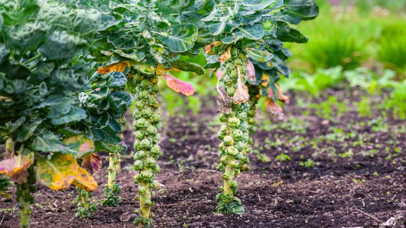 Frost-Tolerant Vegetables for October Planting: Extend Your Harvest