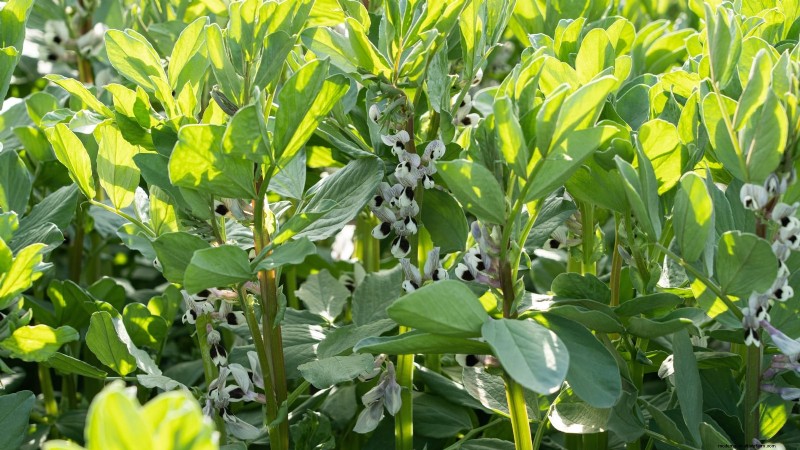 Frost-Tolerant Vegetables for October Planting: Extend Your Harvest