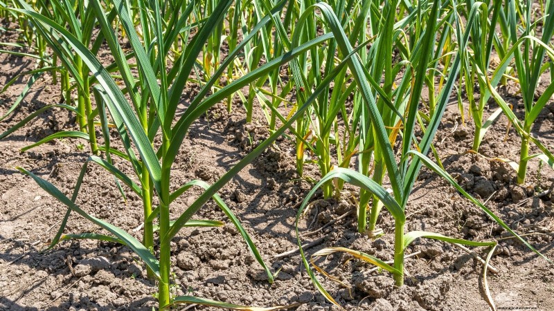 Frost-Tolerant Vegetables for October Planting: Extend Your Harvest