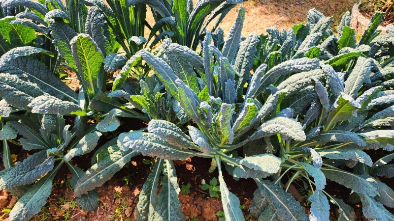 Frost-Tolerant Vegetables for October Planting: Extend Your Harvest