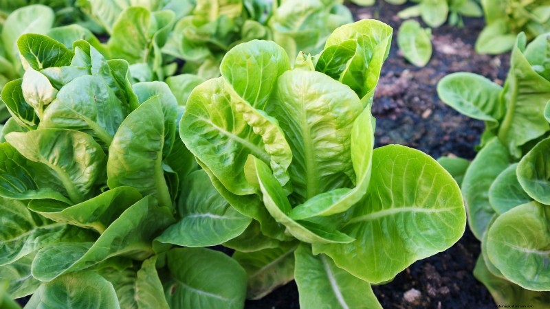 Frost-Tolerant Vegetables for October Planting: Extend Your Harvest
