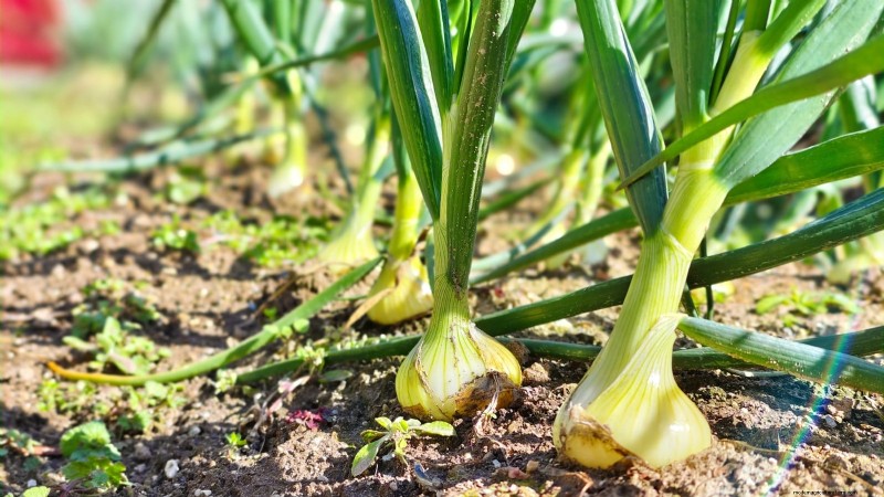 Frost-Tolerant Vegetables for October Planting: Extend Your Harvest