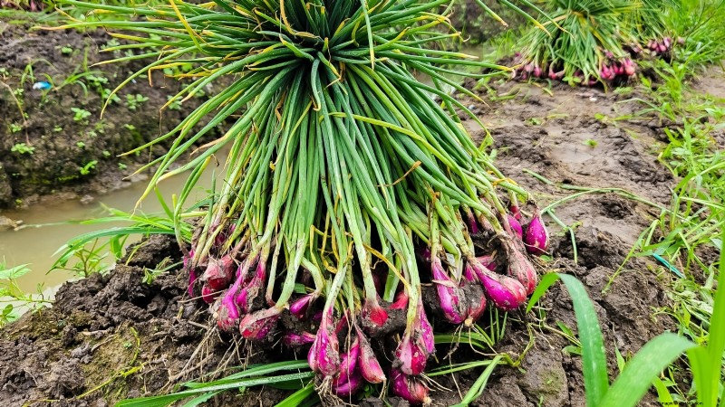 Frost-Tolerant Vegetables for October Planting: Extend Your Harvest