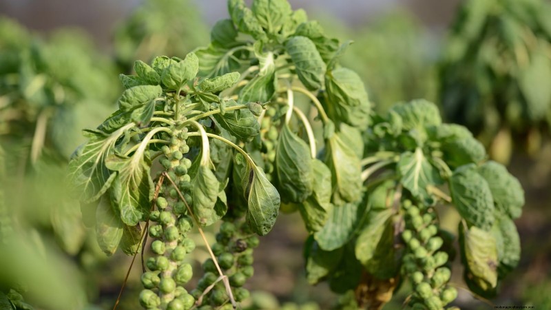Brussels Sprouts: Harvesting Tips & Best Time to Pick