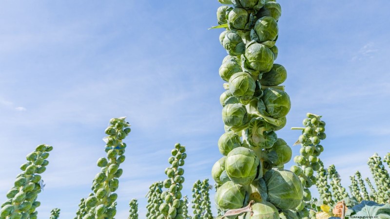 Brussels Sprouts: Harvesting Tips & Best Time to Pick