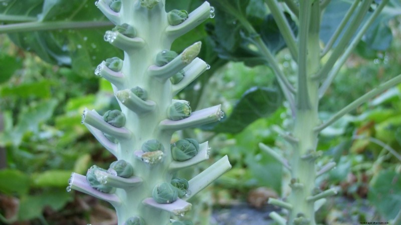 Brussels Sprouts: Harvesting Tips & Best Time to Pick