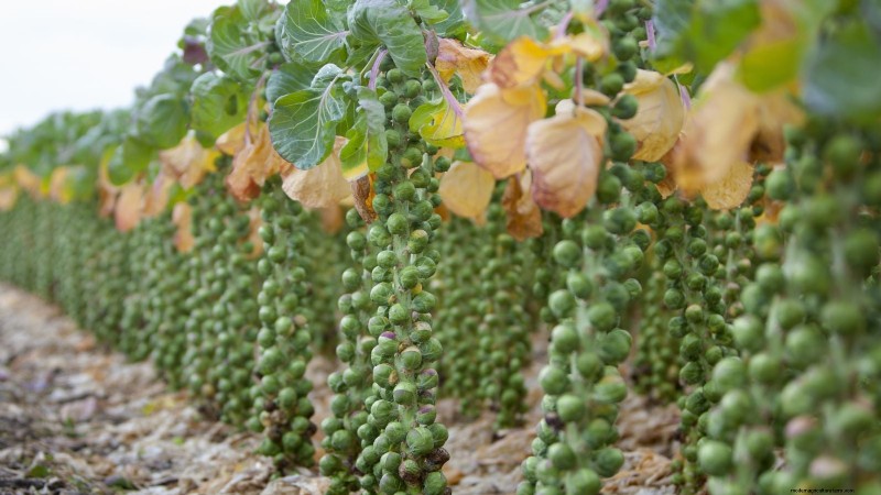 Brussels Sprouts: Harvesting Tips & Best Time to Pick