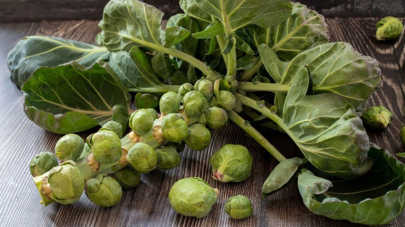 Brussels Sprouts: Harvesting Tips & Best Time to Pick