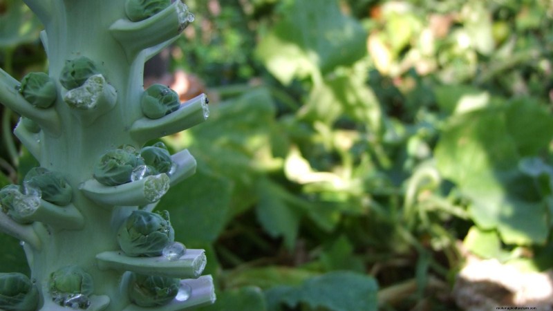 Brussels Sprouts: Harvesting Tips & Best Time to Pick