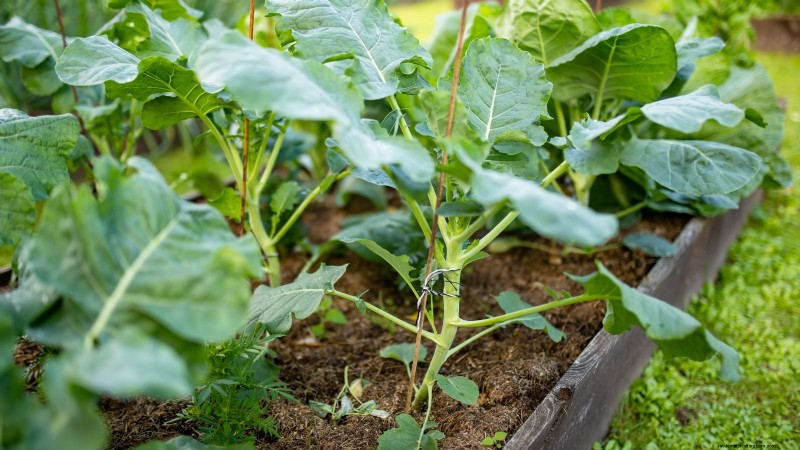 Brussels Sprouts: Harvesting Tips & Best Time to Pick