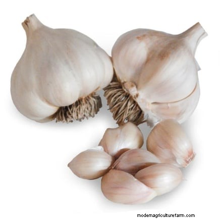 Optimal Garlic Planting Times by Region: A Complete Guide
