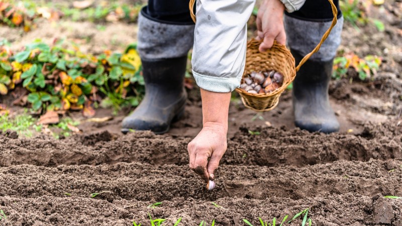 Optimal Garlic Planting Times by Region: A Complete Guide