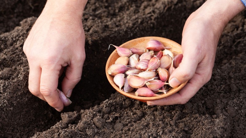Optimal Garlic Planting Times by Region: A Complete Guide