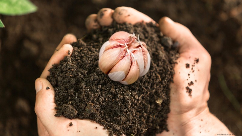 Optimal Garlic Planting Times by Region: A Complete Guide