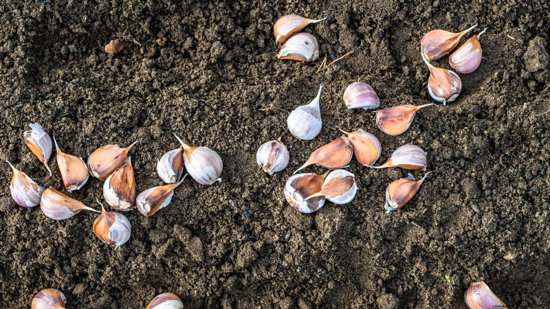 Optimal Garlic Planting Times by Region: A Complete Guide