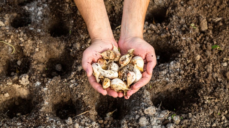 Optimal Garlic Planting Times by Region: A Complete Guide