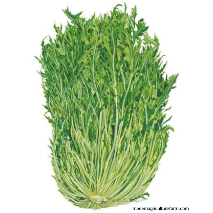 Asian Greens: Cultivating Flavor & Nutrition in Fall & Winter