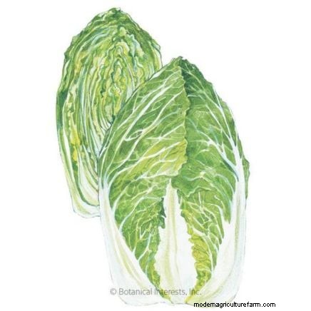 Asian Greens: Cultivating Flavor & Nutrition in Fall & Winter