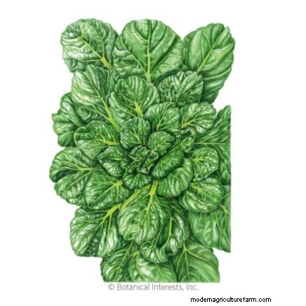 Asian Greens: Cultivating Flavor & Nutrition in Fall & Winter