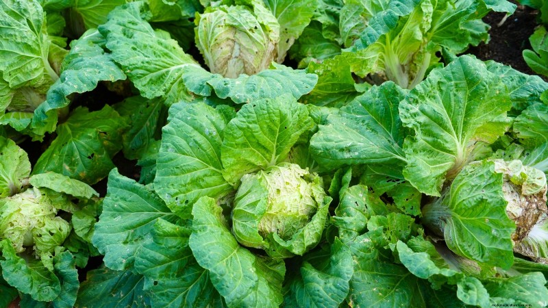 Asian Greens: Cultivating Flavor & Nutrition in Fall & Winter
