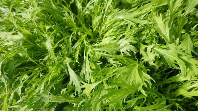 Asian Greens: Cultivating Flavor & Nutrition in Fall & Winter
