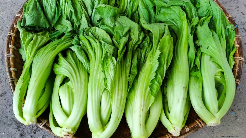 Asian Greens: Cultivating Flavor & Nutrition in Fall & Winter