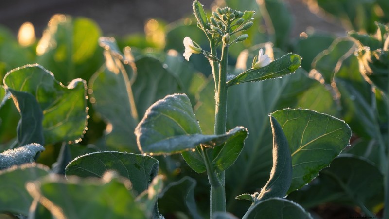 Asian Greens: Cultivating Flavor & Nutrition in Fall & Winter