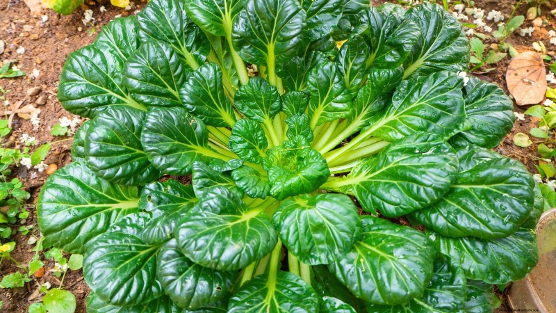 Asian Greens: Cultivating Flavor & Nutrition in Fall & Winter