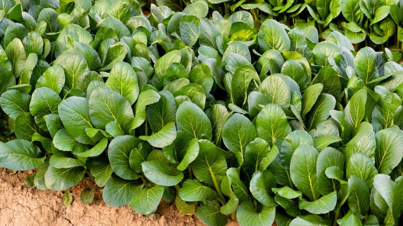 Asian Greens: Cultivating Flavor & Nutrition in Fall & Winter