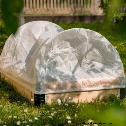 Protect Your Tomatoes: Extend the Growing Season with 7 Proven Methods