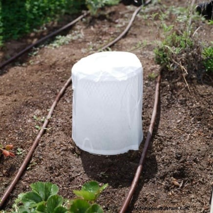 Protect Your Tomatoes: Extend the Growing Season with 7 Proven Methods