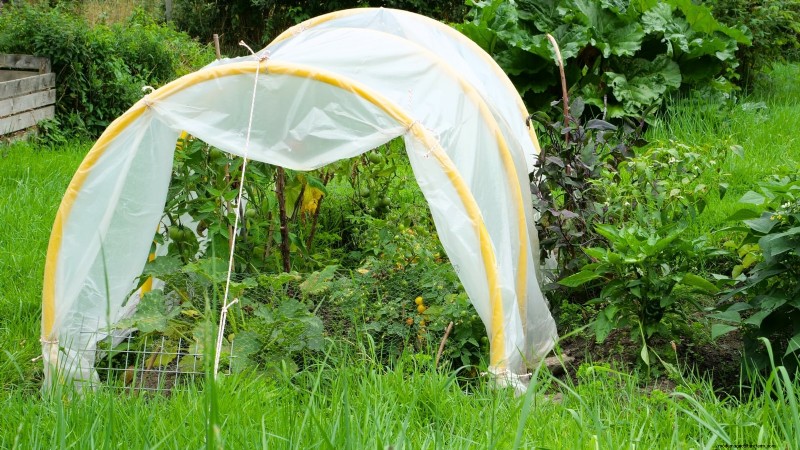 Protect Your Tomatoes: Extend the Growing Season with 7 Proven Methods