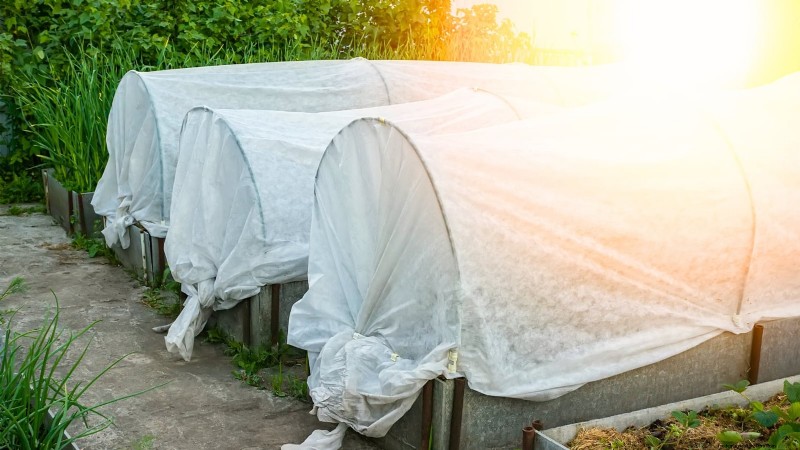 Protect Your Tomatoes: Extend the Growing Season with 7 Proven Methods